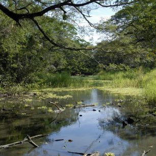 Stopy krokodýlů jsme nacházeli i na těchto říčních ramenech procházejících středem vesnice.