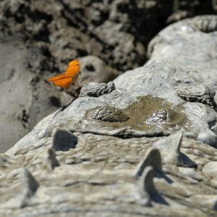 Sající babočka Dryas julia na hlavě netečného krokodýla.
