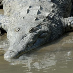 Někteří vyhřívající se krokodýli na loďku téměř nereagují.