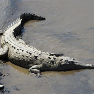 Krokodýl americký patří mezi největší krokodýly.