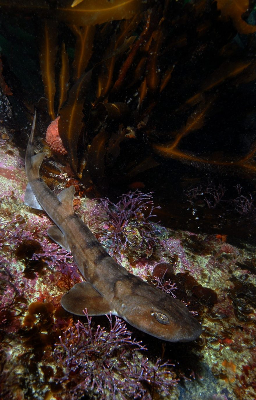 Máčky, slangově též „kočičí žraloci“, patří mezi nejrozšířenější žraloky chladných vod Atlantiku.
