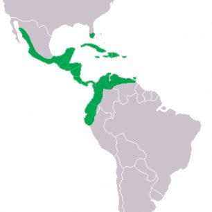 Mapa rozšíření krokodýla amerického (Crocodylus acutus)