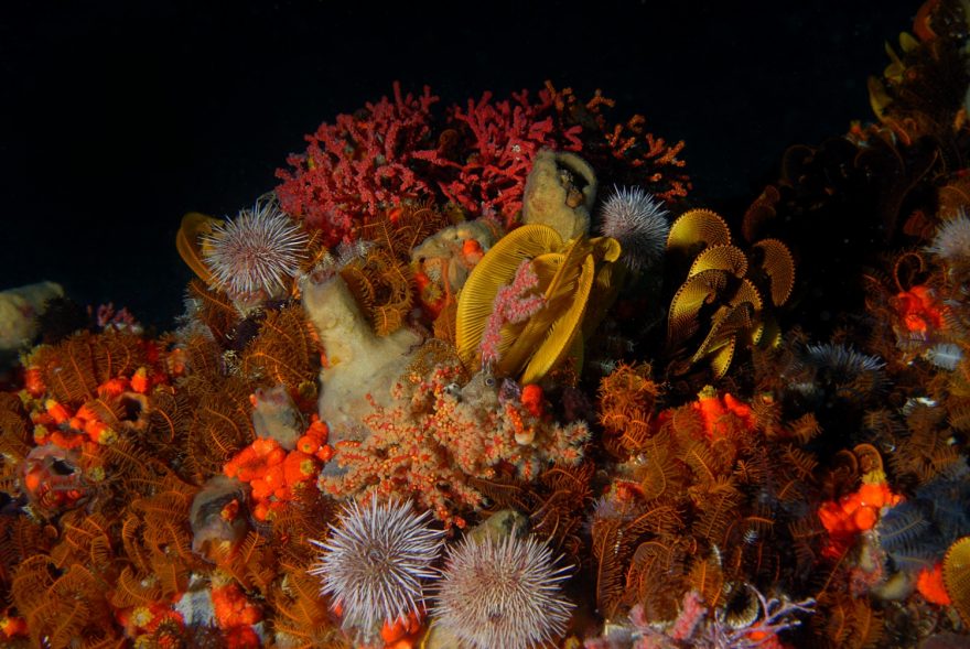 V ledových vodách by nezkušený potápěč neočekával příliš barevného světa, ale opak je pravdou.