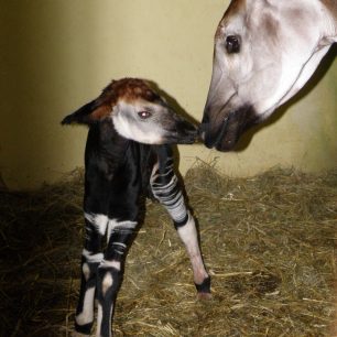 Samice s novorozeným mládětem v Zoo Dvůr Králové.