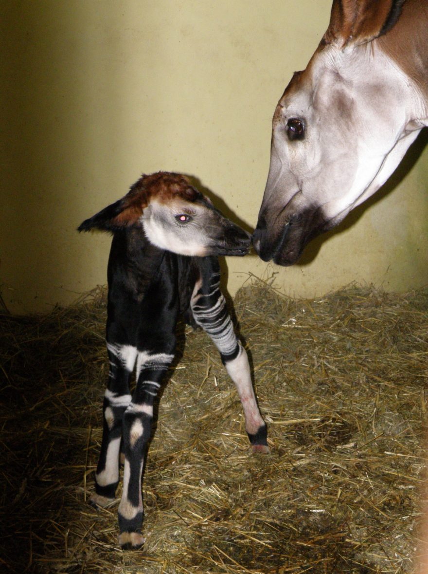 Samice s novorozeným mládětem v Zoo Dvůr Králové.
