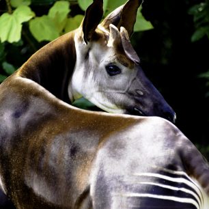 Při letmém spatření okapi byli první Evropané vzezřením a velikostí zvířete překvapeni. 