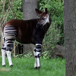 Okapi jsou velmi citlivá zvířata, jejichž chov podléhá mnoha speciálním pravidlům.