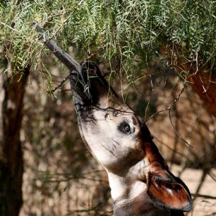 Stejně jako žirafa – nejbližší žijící příbuzný – má i okapi velmi dlouhý a obratný jazyk.