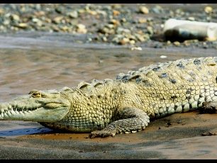 Krokodýl americký
