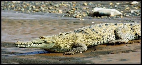 Krokodýl americký