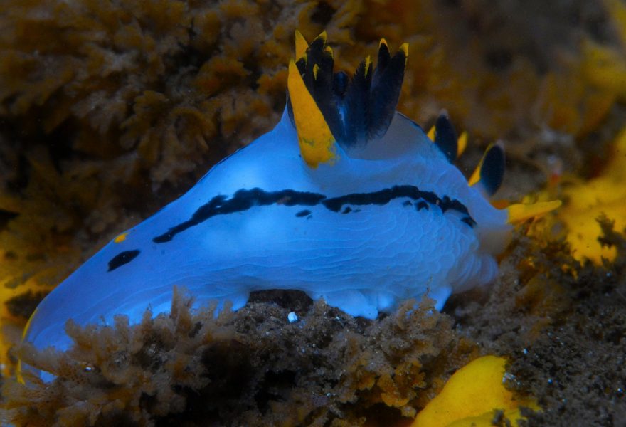 Sotva čtyři centimetry dlouhý nahožábrý plž je v tomto prostředí velkou vzácností.