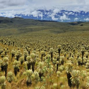 Porost klejovek (rod Espeletia) v Andách.