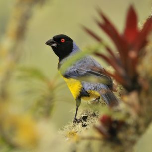 Tangara modrohřbetá (Buthraupis montana) 