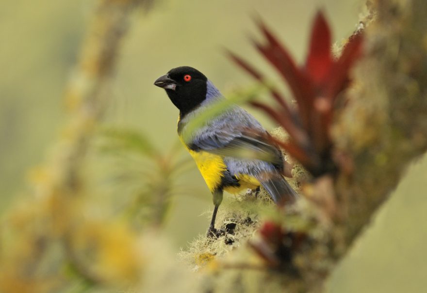 Tangara modrohřbetá (Buthraupis montana) 