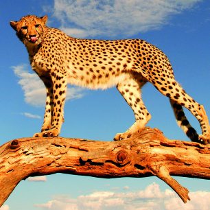 Rezervace Maasai Mara je známá pro velkou populaci kočkovitých šelem. Maasai Mara, Keňa 