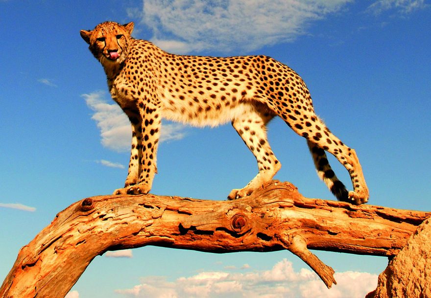 Rezervace Maasai Mara je známá pro velkou populaci kočkovitých šelem. Maasai Mara, Keňa 