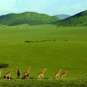 Pro park Maasai Mara jsou typické dlouhé zelené pláně. Maasai Mara, Keňa
