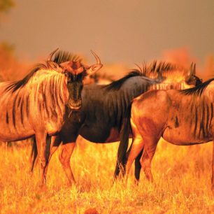 Migrace pakoňů je největší podívanou v rezervaci Maasai Mara, Keňa