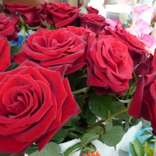 Růže, Tereza Hronová