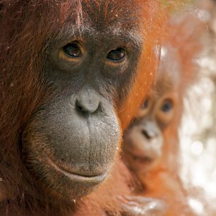 Orangutani, Borneo