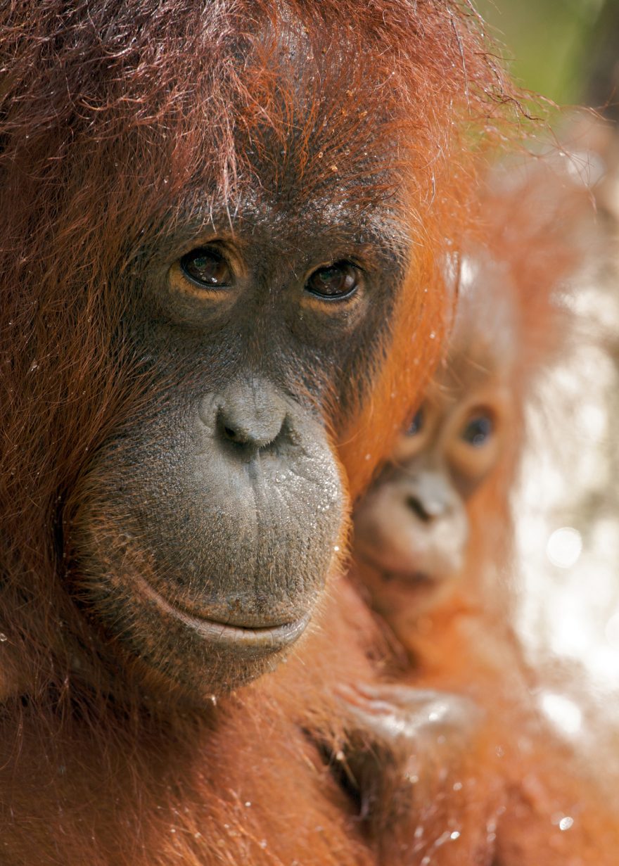 Orangutani, Borneo