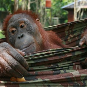 Spokojený orangutan, rezervace Orang Jungle, Borneo
