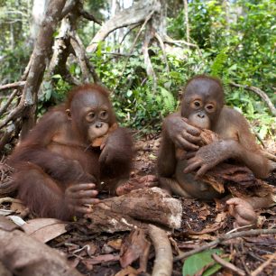 Orangutani při odpočinku, rezervace Orang Jungle, Borneo