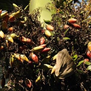 Bangladéš, arakové ořechy