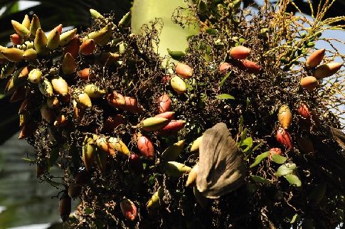 Bangladéš, arakové ořechy