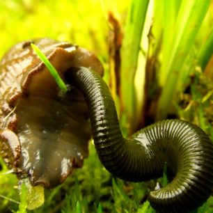 pijavice přisátá na slimákovi