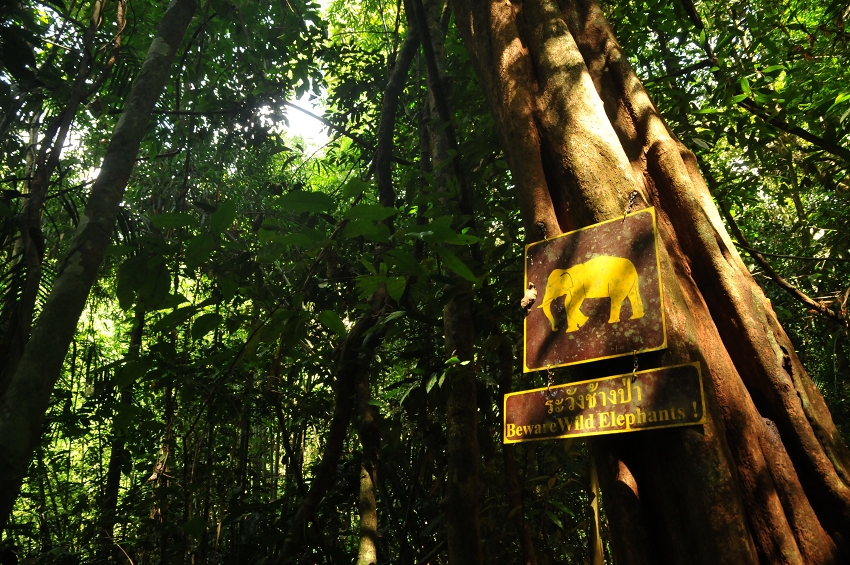 NP Khao Sok - lokalita s pijavicemi