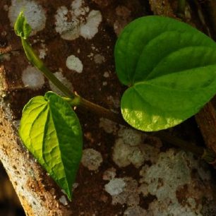 Bangladéš, list pepřovníku