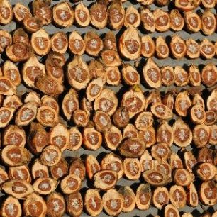 Bangladéš, sušící se arakové ořechy