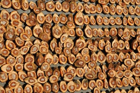 Bangladéš, sušící se arakové ořechy