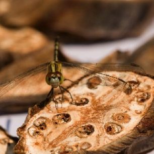 Bangladéš, vážka na arakovém ořechu