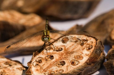 Bangladéš, vážka na arakovém ořechu
