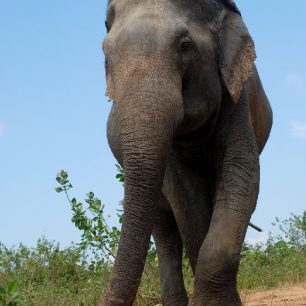 Roman Vehovský, Cestou osudu a náhody - Návrat s podkovou, Slon indický