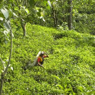 Srí Lanka, na čajových plantážich potkáte především ženy