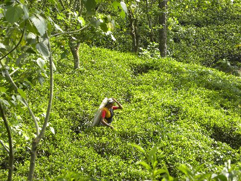 Srí Lanka, na čajových plantážich potkáte především ženy