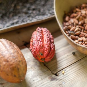 Kakaové boby, tradiční plody dominikánského zemědělství
