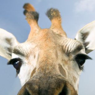 Žirafí emoce jsou pro nás jednou velkou neznámou. 