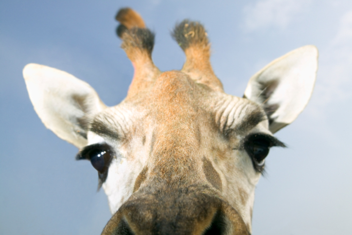 Žirafí emoce jsou pro nás jednou velkou neznámou. 