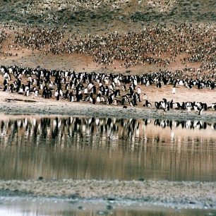 Kolonie tučňáků na Mysu Adere.