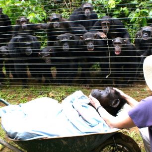 Sanaga-Yong Chimpanzee Rescue Center v Kamerunu byla místem zvláštní události: šimpanzí samice Dorothy zemřela na selhání srdce (bylo jí přes 40 let); když ji odváželi pryč, za plotem se sešli všichni šimpanzi ze stanice a tiše stáli, někteří s rukama na 