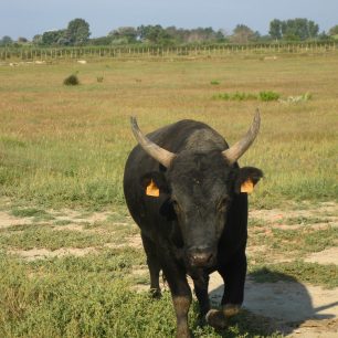 Býk v Camarque
