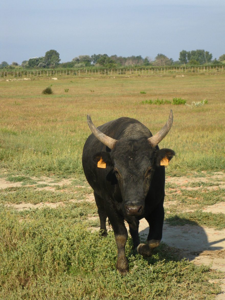 Býk v Camarque