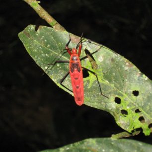 Fauna a flóra je v Chitwanu velmi pestrá, Nepál
