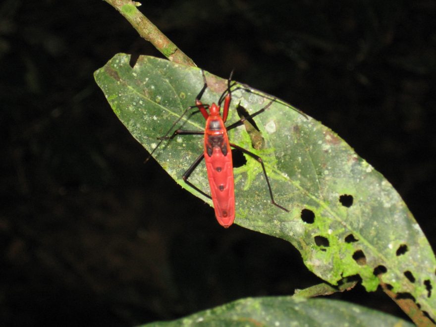 Fauna a flóra je v Chitwanu velmi pestrá, Nepál