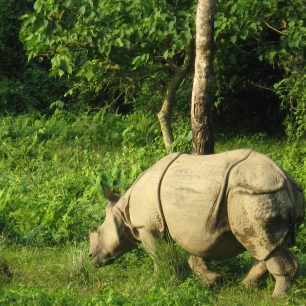 obávaný nosorožec, Chitwan, Nepál