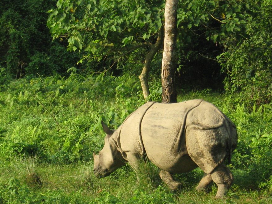 obávaný nosorožec, Chitwan, Nepál
